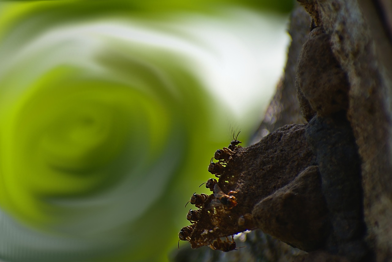 Why Saving Wild Bees is Crucial for Our Environment